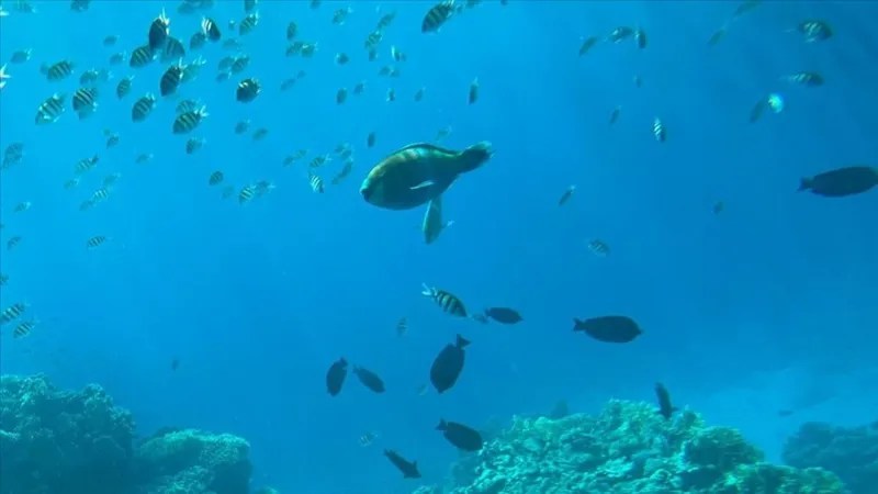 Şarm el-Şeyh, Sualtı Cenneti Olarak Dalgıçların&nbsp;Gözdesi